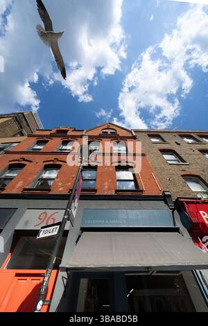A seagull flies over Colonna & Small's coffee shop on Leather Lane in London, UK. The photo was taken from below, looking up at the sky. Stock Photo