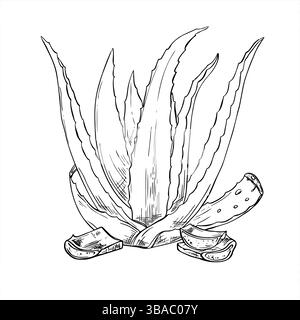 Aloe vera plant with cutting leaves and dripping juice monochrome vector illustration painted by black inks. Skincare remedy for natural cosmetics Stock Vector