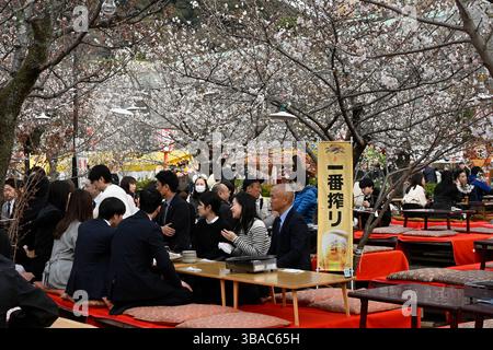 Hanami festival at Maruyama Park,Kyoto,Japan. Stock Photo