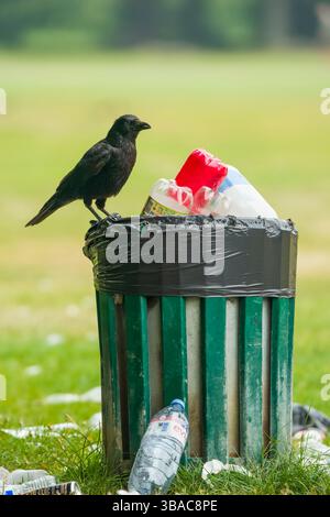 Carrion Crow (Corvus corone) perching on full litter bin Stock Photo