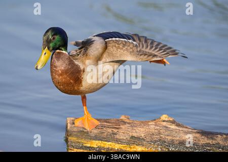 Male mallard duck (Anas platyrhynchos) stretching Stock Photo