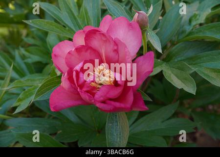 single peony flower head isolated against green leaf foliage. pretty garden flower in bloom Stock Photo