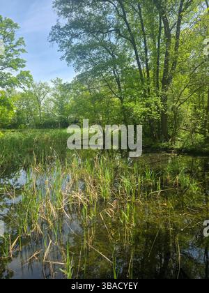 Tranquil Reflections on a Black Lake Stock Photo