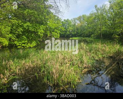Tranquil Reflections on a Black Lake Stock Photo