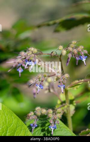 Close up of early flowering borage (trachystemon orientalis) flowers in bloom Stock Photo
