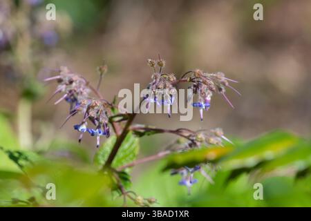Close up of early flowering borage (trachystemon orientalis) flowers in bloom Stock Photo