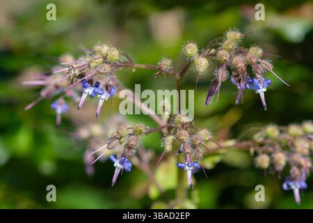 Close up of early flowering borage (trachystemon orientalis) flowers in bloom Stock Photo