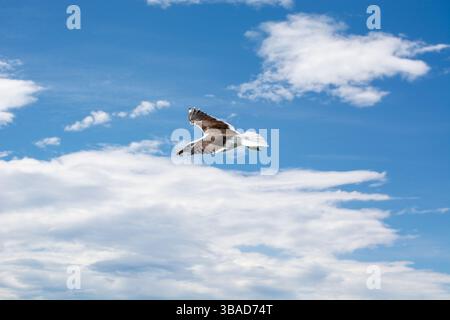A seagull soaring gracefully against a backdrop of blue sky and fluffy white clouds. The bird's wings are spread wide, showcasing its feathers as it g Stock Photo