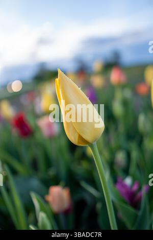 Close-up of a yellow tulip with delicate water droplets on petals. Captured in natural light with soft focus and a colorful spring background. Stock Photo