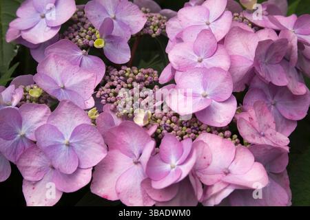 Close-up of mauve Hydrangea macrophylla endless summer 'Twist-N-Shout' flowers in summer. Stock Photo