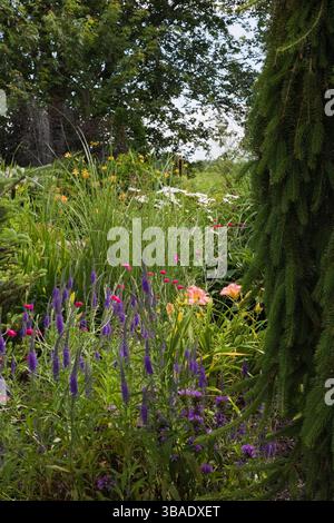 Picea glauca pendula - weeping White Spruce tree, purple Veronica - Spike Speedwell, Lychnis coronaria fuschia - Campion flowers,  Miscanthus sinensis. Stock Photo