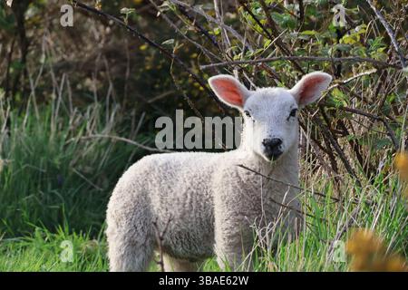 Lambs in April. Taken on a walk by Hadrian's Wall. Stock Photo