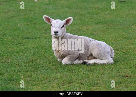 Lambs in April. Taken on a walk by Hadrian's Wall. Stock Photo