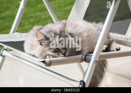 Fluffy gray cat peacefully napping on a folding chair outdoors Stock Photo