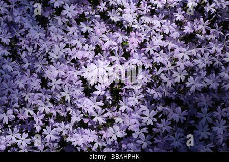 Purple Creeping Phlox - groundcover Stock Photo