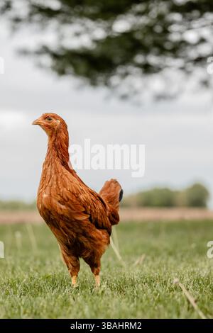 pullet-chicken-egg-layer-backyard-flock-red-black-white-hen-single-group-michigan-pasture-grass-alone Stock Photo