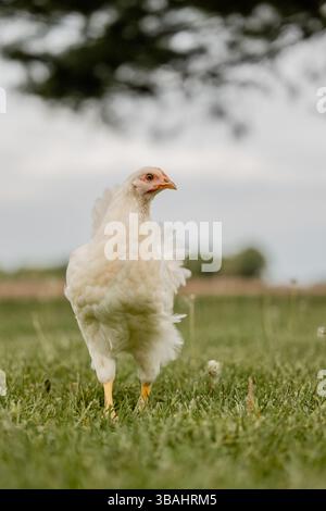 pullet-chicken-egg-layer-backyard-flock-red-black-white-hen-single-group-michigan-pasture-grass-alone Stock Photo