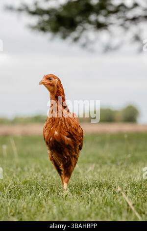 pullet-chicken-egg-layer-backyard-flock-red-black-white-hen-single-group-michigan-pasture-grass-alone Stock Photo