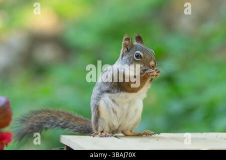 Curious American red squirrel (Tamiasciurus hudsonicus) close-up portrait side view. Stock Photo