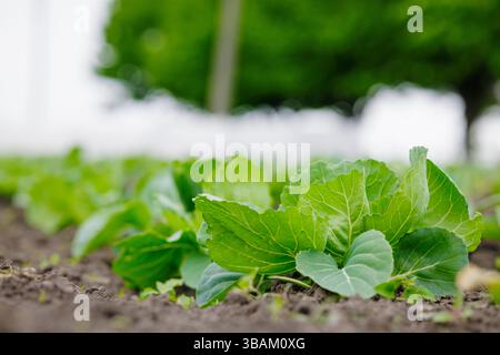 Close-up of young cabbage plants growing in soil on a vegetable farm, early stage of organic crop cultivation. Stock Photo