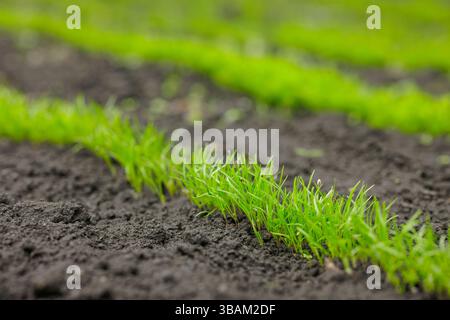 Fresh young green shoots sprouting in neat rows on fertile soil in a vegetable garden during spring planting season. Stock Photo