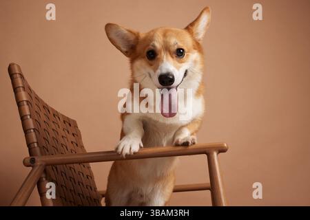 Cute happy Corgi dog sitting on a chair with tongue out, posing cheerfully in a studio with beige background. Stock Photo