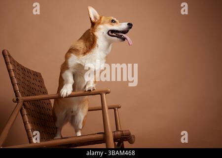 Cute Corgi dog standing on a wooden chair, looking excited with tongue out against a warm beige studio background. Stock Photo