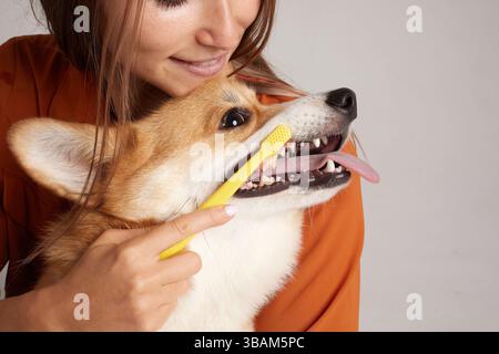 Happy Corgi getting teeth brushed with yellow toothbrush by smiling woman, promoting dog dental hygiene care. Stock Photo