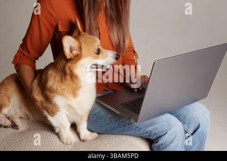 Corgi dog sitting with woman working on laptop, curious pet watching screen, cozy home workspace concept. Stock Photo