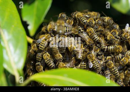 Swarm of bees hanging on the branch Stock Photo