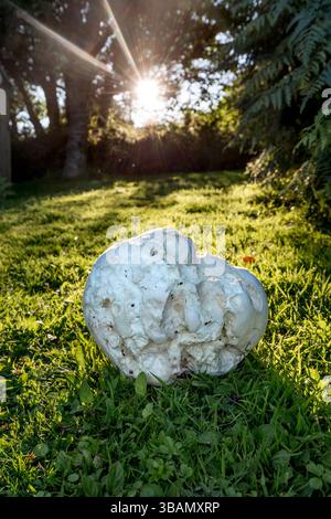 Giant Puffball; Calvatia gigantea; UK Stock Photo