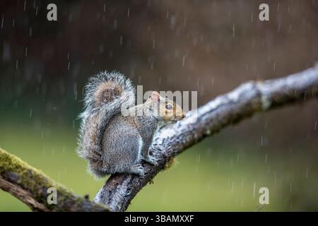 Grey Squirrel; Sciurus carolinensis; in Rain; UK Stock Photo