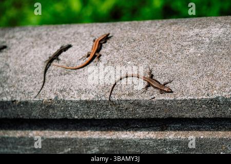 Three small lizards basking on a textured concrete surface with green foliage in the background Stock Photo