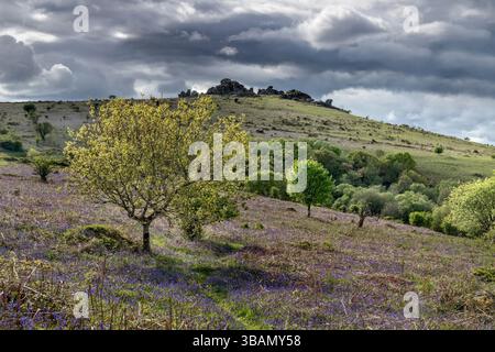 Hound Tor; Bluebells in Flower; Dartmoor; Devon; UK Stock Photo