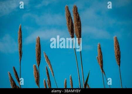 Tall brown reeds sway gently against a vibrant blue sky with wispy clouds Stock Photo