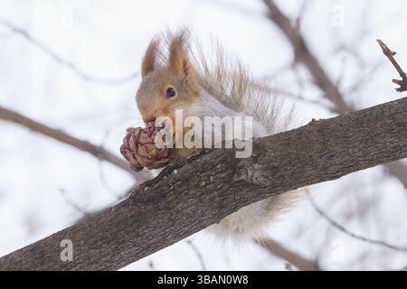 a squirrel in winter color sits high on the branches of a tree and eats nuts, a squirrel in the forest holds a cone, a squirrel has found food Stock Photo