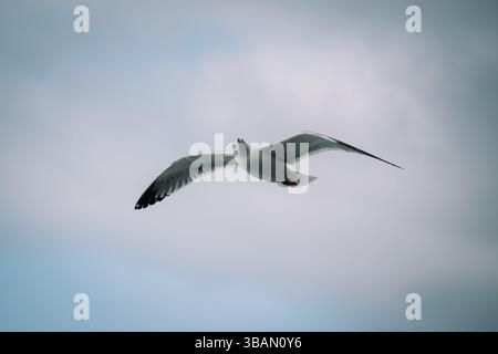 A solitary seagull gracefully soars through the vast expanse of the cloudy sky Stock Photo
