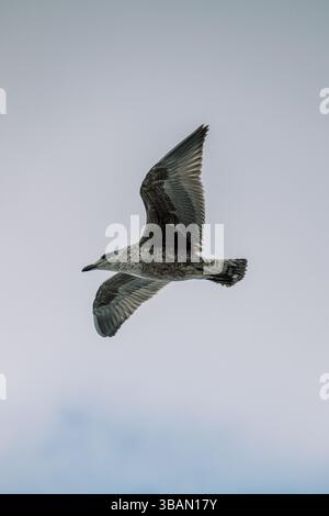 A juvenile seagull in flight, showcasing its mottled plumage and outstretched wings against a pale sky Stock Photo