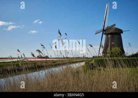 Drainage mill Ondermolen K behind reeds in Schermer, Netherlands, with blooming red, pink and white tulip fields under a clear blue sky in spring. Stock Photo