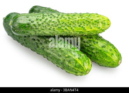 Fresh sweet small cucumbers isolated on white background. Cucumbers that are used to pickling or slicing. Stock Photo