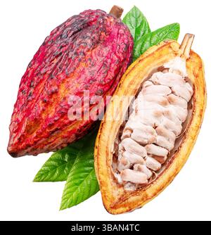 Fresh red opened cocoa pod over green leaves isolated on white background. Clipping path. Stock Photo