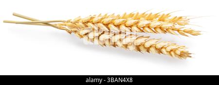 Ripe wheat ears isolated on white. File contains clipping paths. Stock Photo