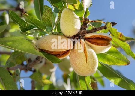 Almond nuts on almond tree close up. Blue sky at the background. Stock Photo