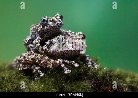 Close-up of a juvenile Vietnamese mossy frog (Theloderma corticale) sitting on its mother's back on a rock, Indonesia Stock Photo