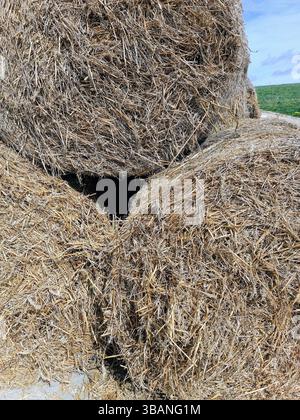 round rectangular large Hay bale roll on field. Stack of straw. blue sky sunny day farm animals  Stock Photo