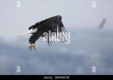 Bald Eagle in flight on cloudy winter sky, looking down,  profile view, talons out Stock Photo