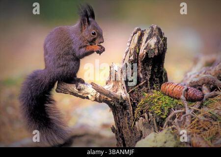 European Red Squirrel sitting on tree stump feeding on pine seeds. Stock Photo