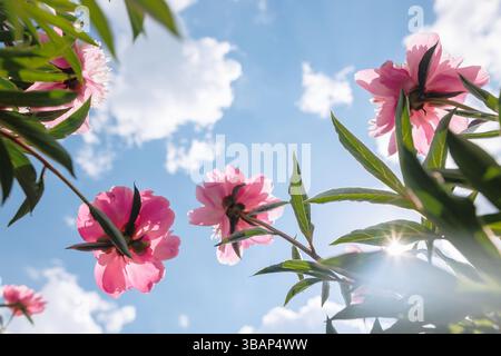 Pink peony flowers blooming against blue sky with sunshine and clouds, symbolizing freshness, nature, and summer joy. Stock Photo