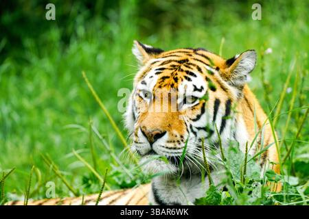 Portrait of a Siberian tiger in the grass. Animal in close-up. Stock Photo