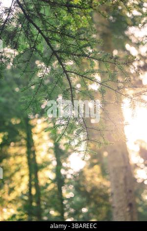 Fir branches stand out against the warm rays of sunlight breaking through the forest, Gechingen, district of Calw, Germany, Europe Stock Photo